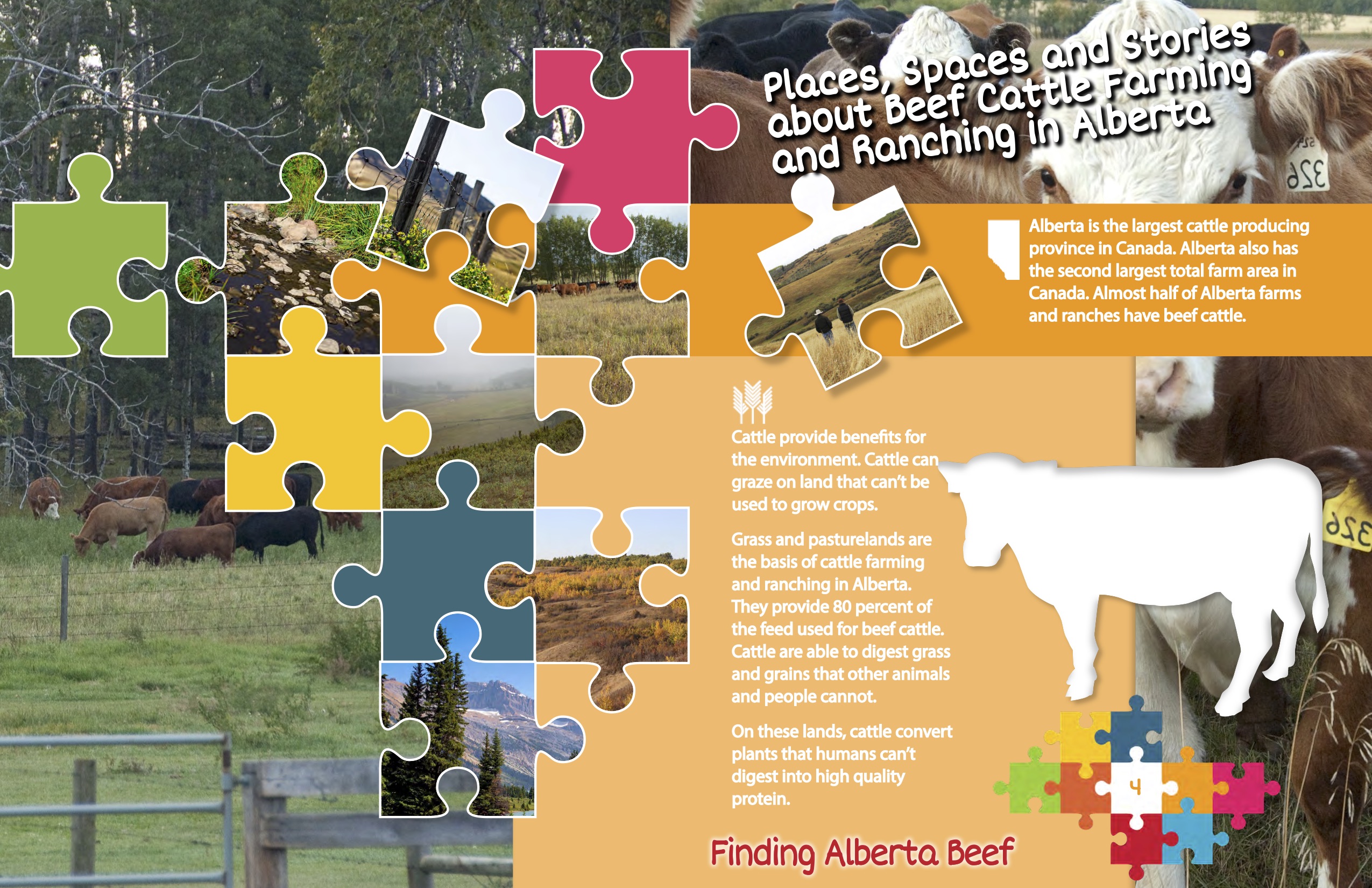 Finding Alberta Beef Infographic 4