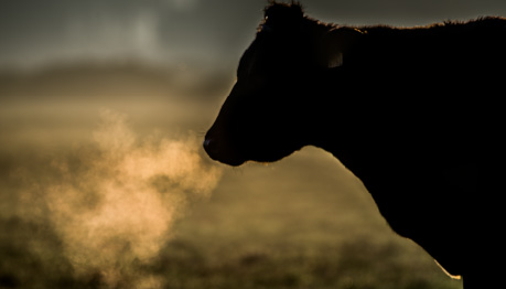 Cow