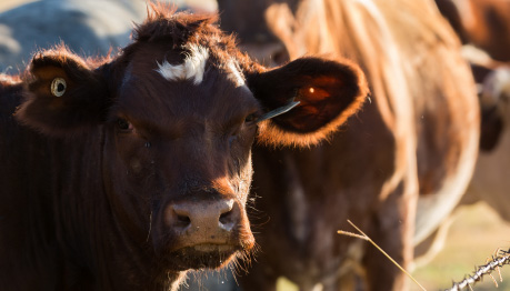 Cow
